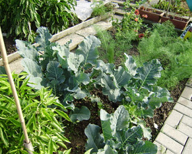 Appunti dal giardinorto, di Nadia Cavalera